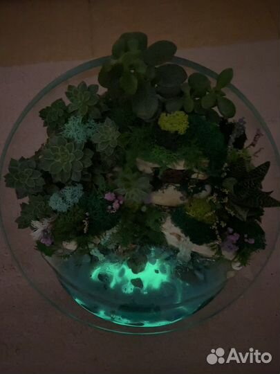 Флорариум суккуленты мох подарок