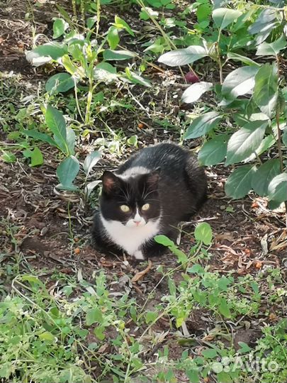 Возьмите котенка