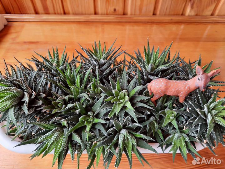 Хавортия полосатая