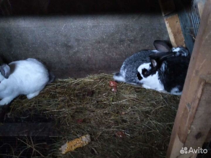 Кролики мясных пород