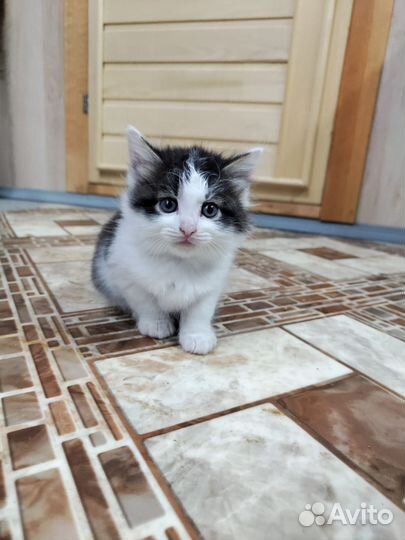 Кошки в добрые руки