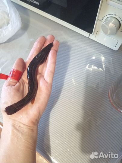 Аквариумные рыбы