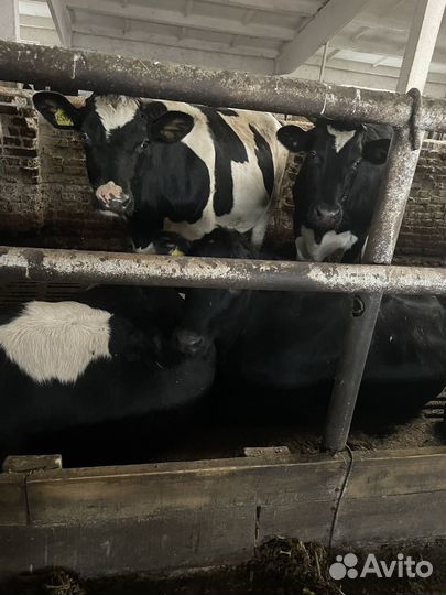 Нетели товарные