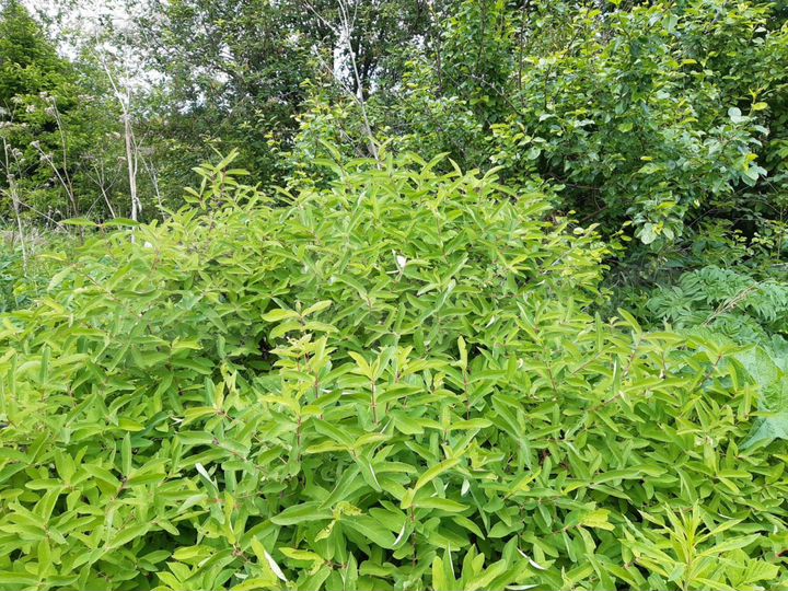 Участок 11,3 сот. (ИЖС)