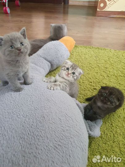 Шотландские вислоухие котята