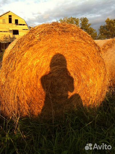 Сено в тюках