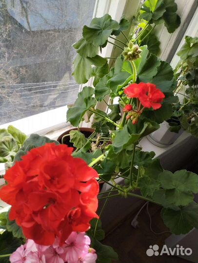 Герань пеларгония красная