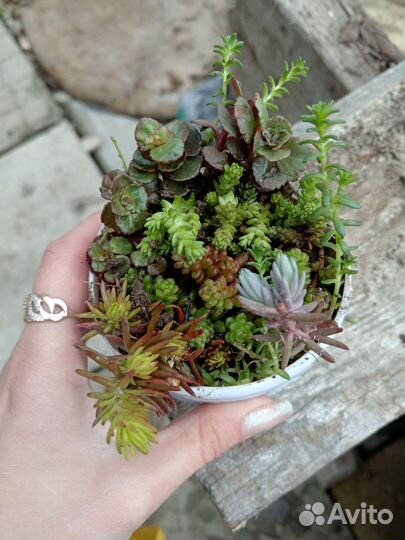 Садовые уличные растения очиток триколор вербейник