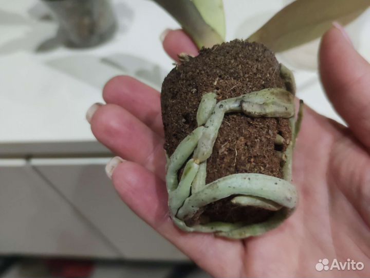 Орхидеи мини