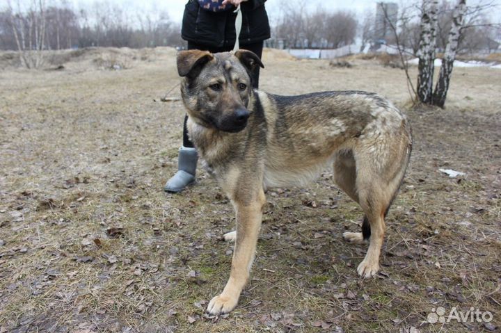 Собака в добрые руки