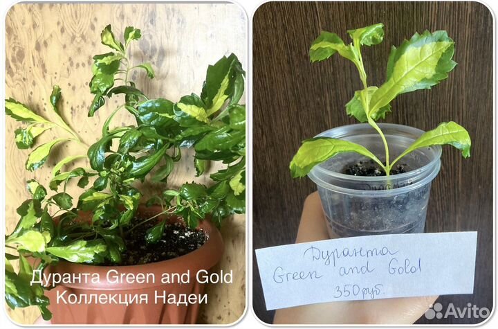 Комнатные растения разные