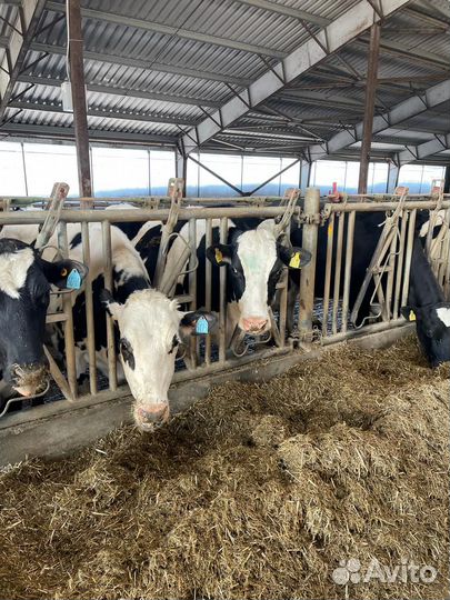 Телки нетели