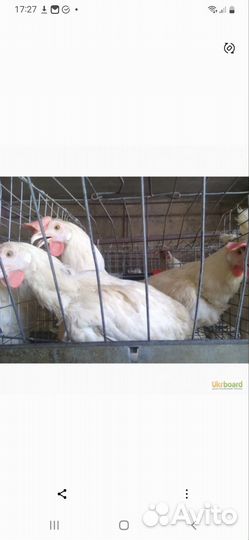 Куры несушки