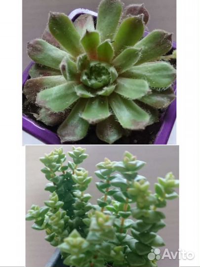 Суккуленты