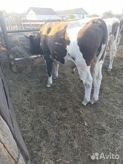 Быки на мясо живым весом