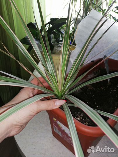 Комнатные растения цветы большие