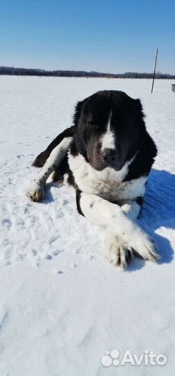 Щенки алабая