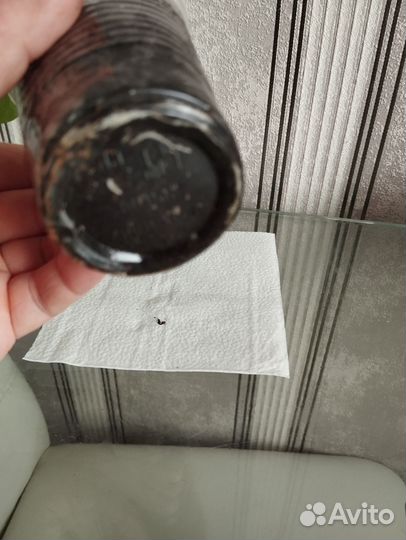 Укоренённый черенок гибискуса