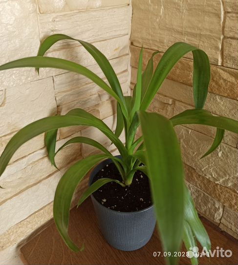 Комнатные растения и цветы (обновление 07.09.23)