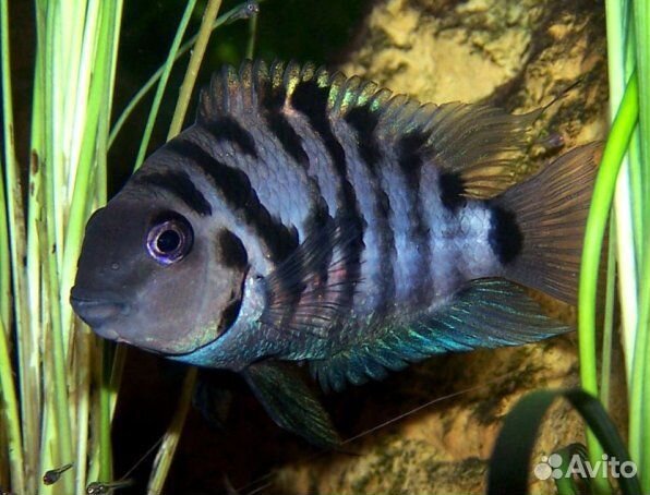 Аквариумные рыбки