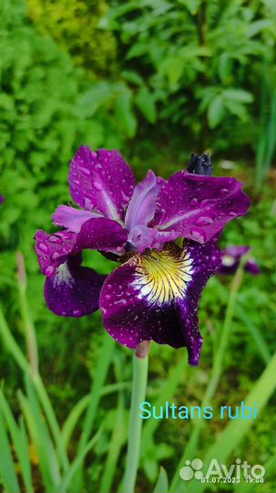 Ирис сибирский