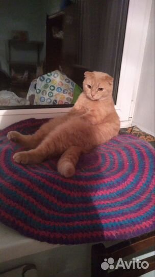 Рыжая кошечка Софа