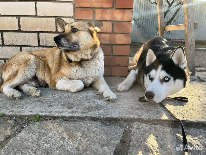 Собака в добрые руки