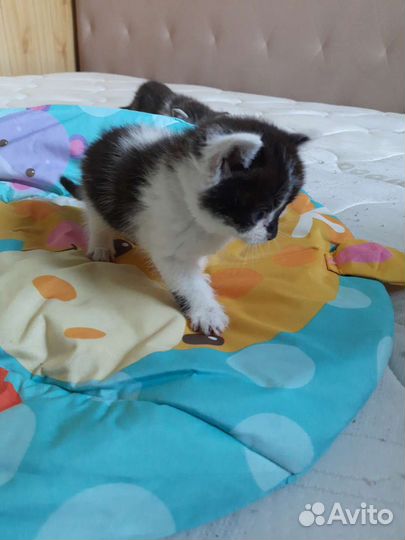 Отдам котят