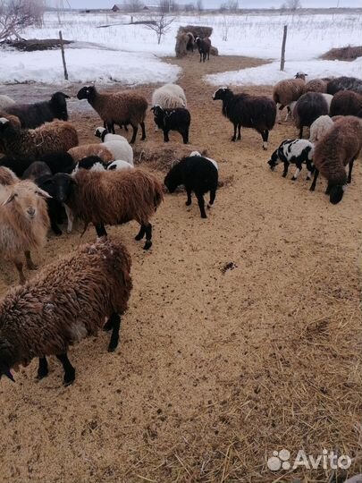 Овцы бараны