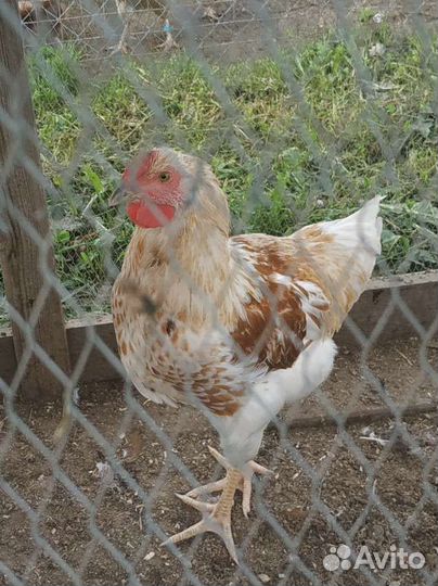 Петух молодой