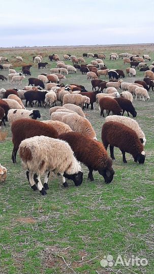 Ягнята баранчики Калмыкия