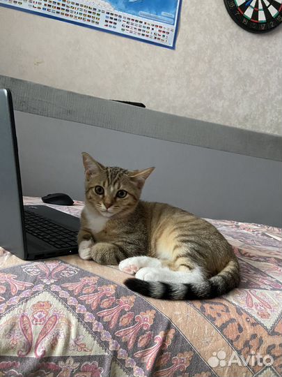 Американские котята