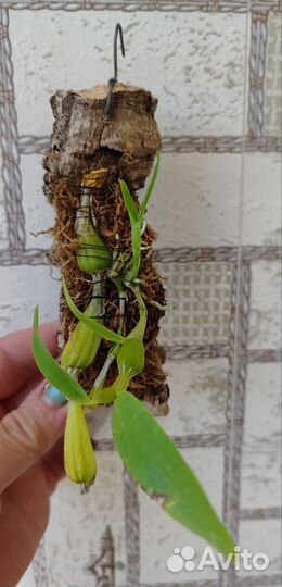 Dendrobium findlayanum