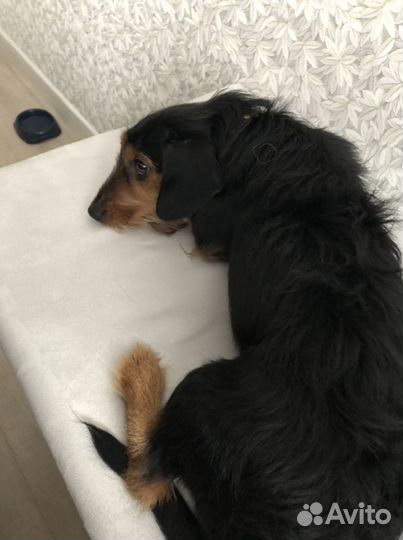 Передержка животных, выгул