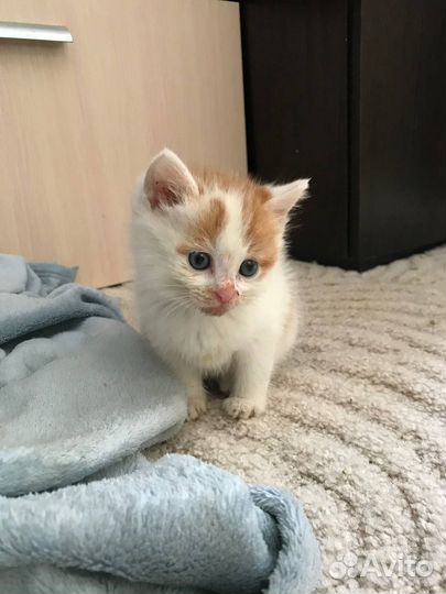 Кошка в дар бесплатно