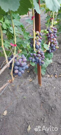 Черенки винограда