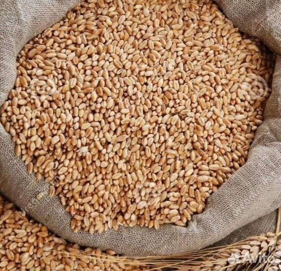 Комбикорм для кур несушек