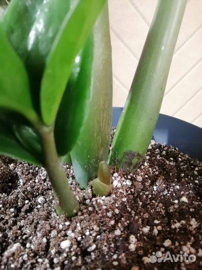 Замиокулькас зензи