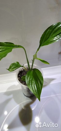 Спатифиллум беллини розовый