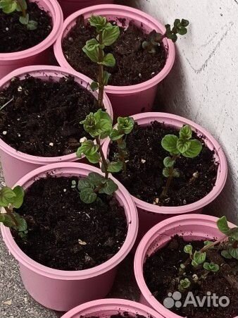 Мята садовая сортовая