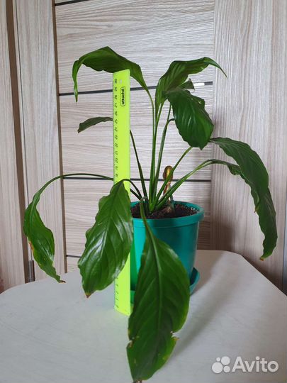 Спатифиллум с горшком