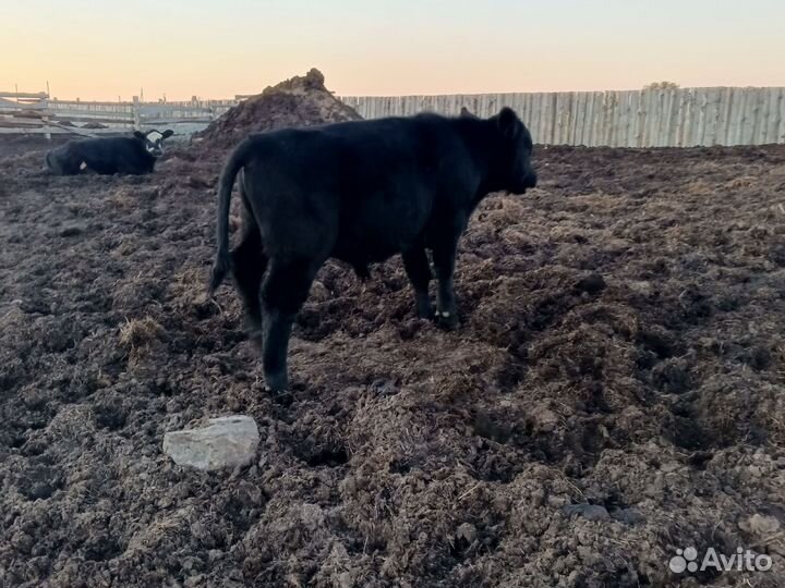 Бычки, телочки