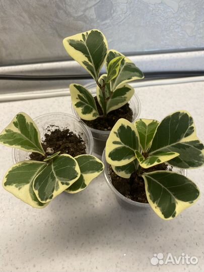 Фикусы сортовые вариегатные коллекционные