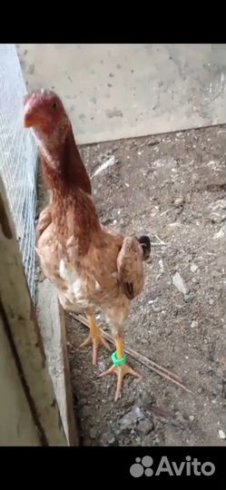 Боецовая курица