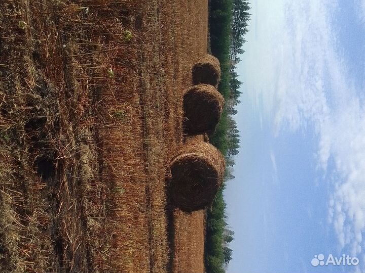 Солома гречихи