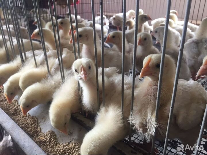 Продажа суточной и подрощенной птицы
