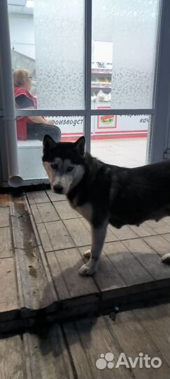 Найдена собака хаски