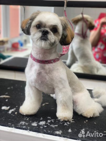 Ши-тцу вязка кобель