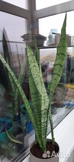 Сансевиерия щучий хвост