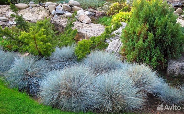 Овсянница сизая(голубая)